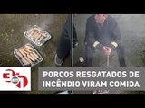Planeta Madureira: Porcos resgatados de incêndio viram comida para os bombeiros
