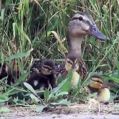 May be deliver pizzas like this