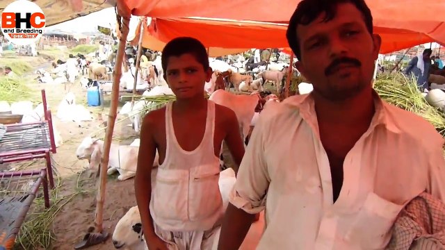 Lahore Bakra Mandi 2017 | Latest Bakra Video | Eid-e- Qurbani Episode 2 | Video in Urdu/Hindi