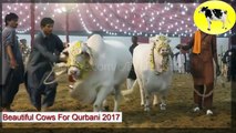 Beautiful Cows for Qurbani 2017 | Eid-ul-Adha 2017