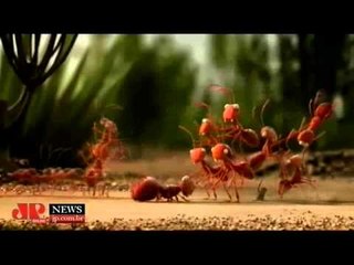 Campanha divertida incentiva o uso do transporte coletivo