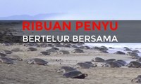 Ribuan Penyu Ini Bertelur Bersama