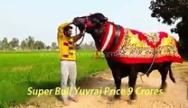 قربانی کا ایسا جانور اپ لوگوں نے آج سے پہلے نہیں دیکھا ہوگا .پاکستان میں سب سے بڑا اور مہنگا .ویڈیو کیلئے تصویر پر کلک کریں