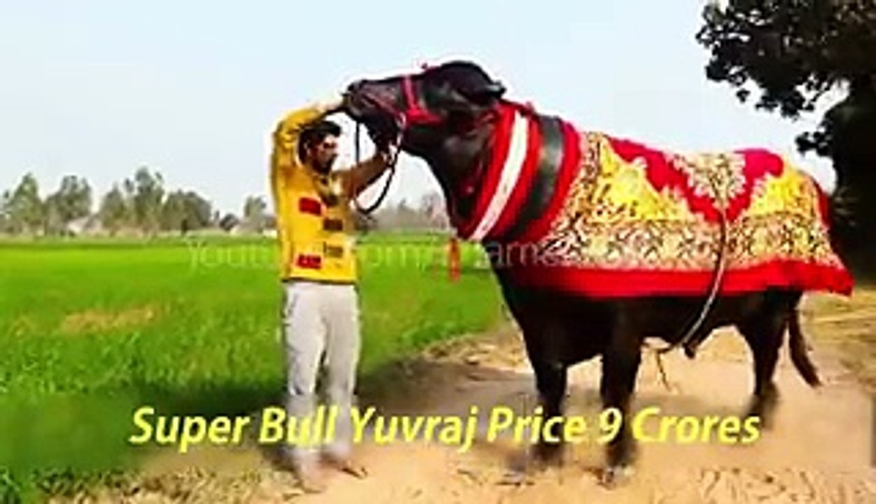 قربانی کا ایسا جانور اپ لوگوں نے آج سے پہلے نہیں دیکھا ہوگا .پاکستان میں سب سے بڑا اور مہنگا .ویڈیو کیلئے تصویر پر کلک کریں