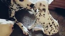 Dalmatian puppy plays with daddy