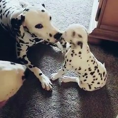 Dalmatian puppy plays with daddy