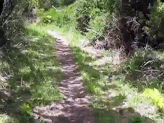 Big cat sighting in Australia