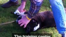 Man gives CPR to a boxer and saves it