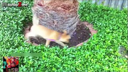 صدقني ستضحك رغما عنك مهما كان مزاجك سيئ !! أتحداك الا تضحك Try Not To Laugh chalenge by Fr