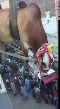 لاہور میں گھر کی چھت پر قربانی کیلئے پالے گئے بچھڑے کو کرین کے زریعے زمین پر اتارنے کی ویڈیو دیکھیں۔ ویڈیو: جمشید خان۔ ل