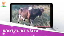 الله کی قدرت دیکھیں بغیر گردن کے گائے اٹھ کر چل پڑی ایک حیران کن ویڈیو جسے دس لاکھ سے زاید لوگ دیکھ چکے by Abiha Chaudhary Official - Dailymotion
