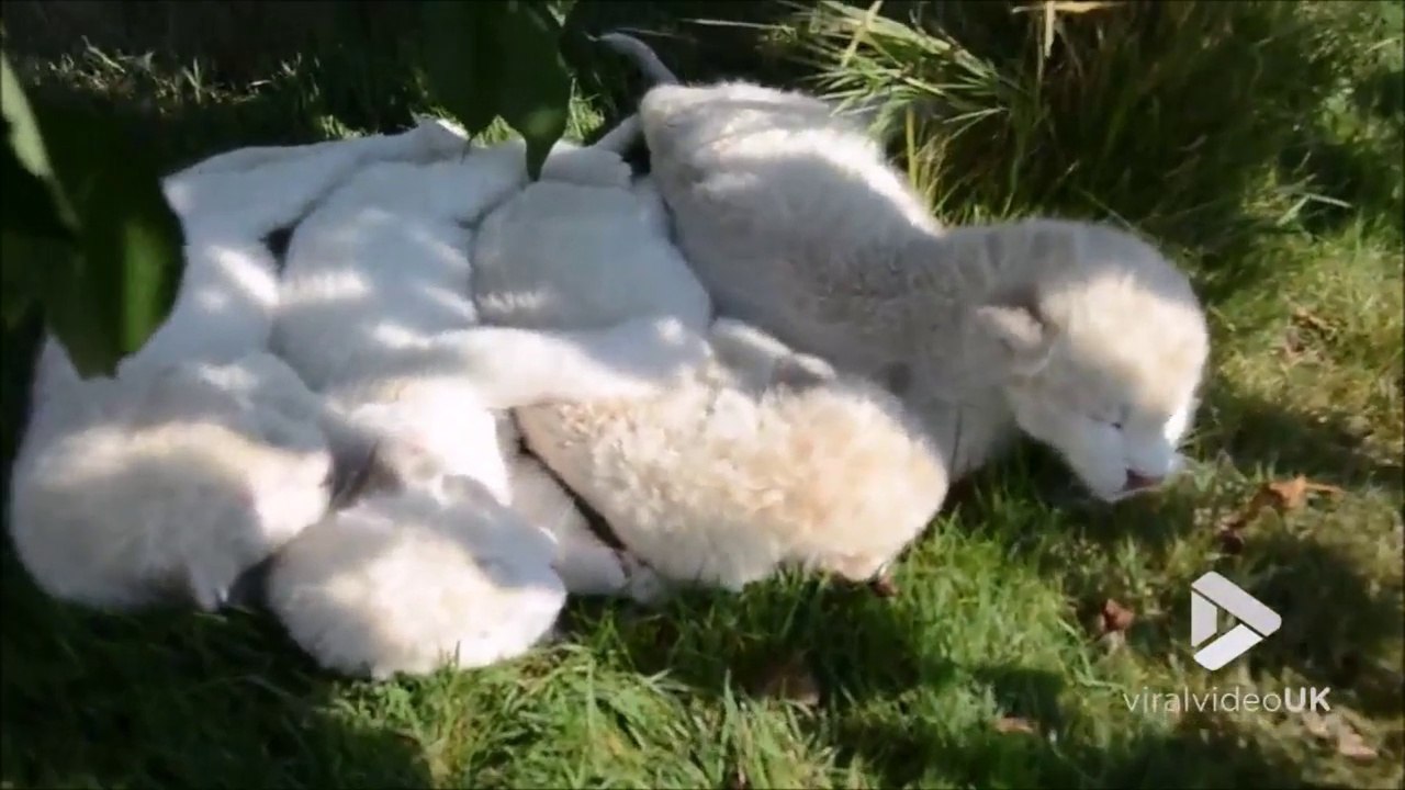Voici 4 bébés lions blancs : magnifique et adorable