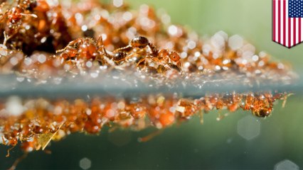 How fire ants survive floods