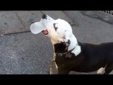 Clever Dog Knows to Stay Hydrated in the Summer Heat
