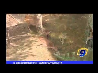 Il selecontrollo per i daini di Papparicotta