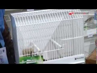 TG 24.01.14 A Bari il campionato mondiale di ornitologia