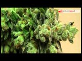 TG 29.01.14 Cannabis terapeutica, via libera della Regione