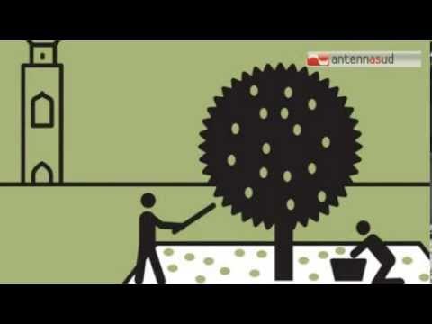 TG 29.01.14 L'olio d'oliva italiano messo alla berlina dal New York Times