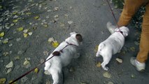 chiots Bulldog Anglais Edenbull's