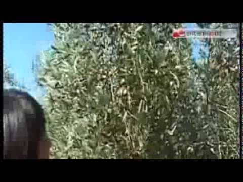 TG 18.02.14 Ulivi: piano anti xylella, l'Unione europea promuove la Puglia