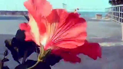 Je Weet Wat Ik Bedoel ( Frans Bouwer ) - 360p