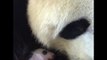 La panda HUAN HUAN cajole son bébé MINI YUAN ZI ( zoo de BEAUVAL)