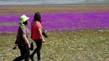 Chili: Le désert le plus aride du monde est en fleurs