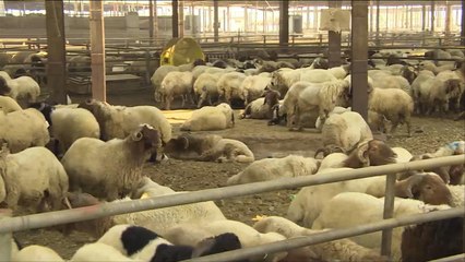 هذا الصباح-قطر.. وزارة الاقتصاد تطرح مبادرة "بيع الأضاحي"