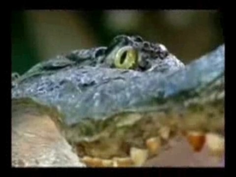 Art of Street Performing with Cellini - Volume 2 magic dvd