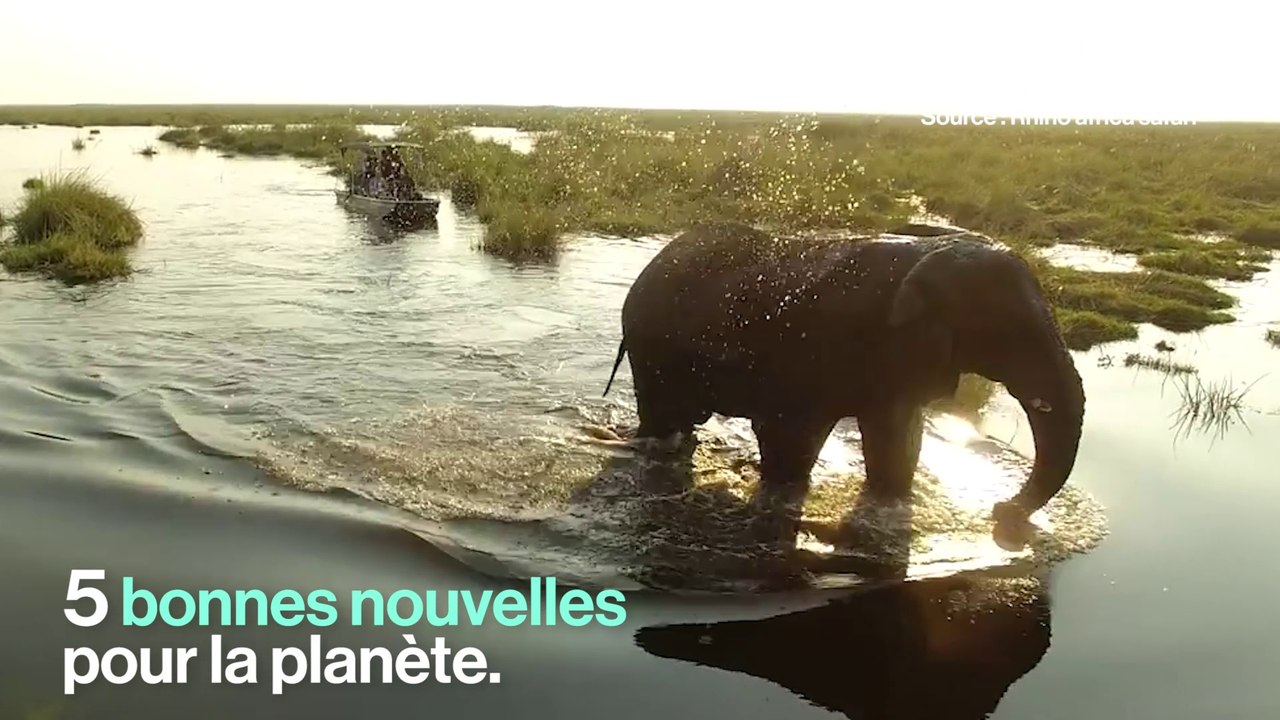 Cinq bonnes nouvelles pour la planète