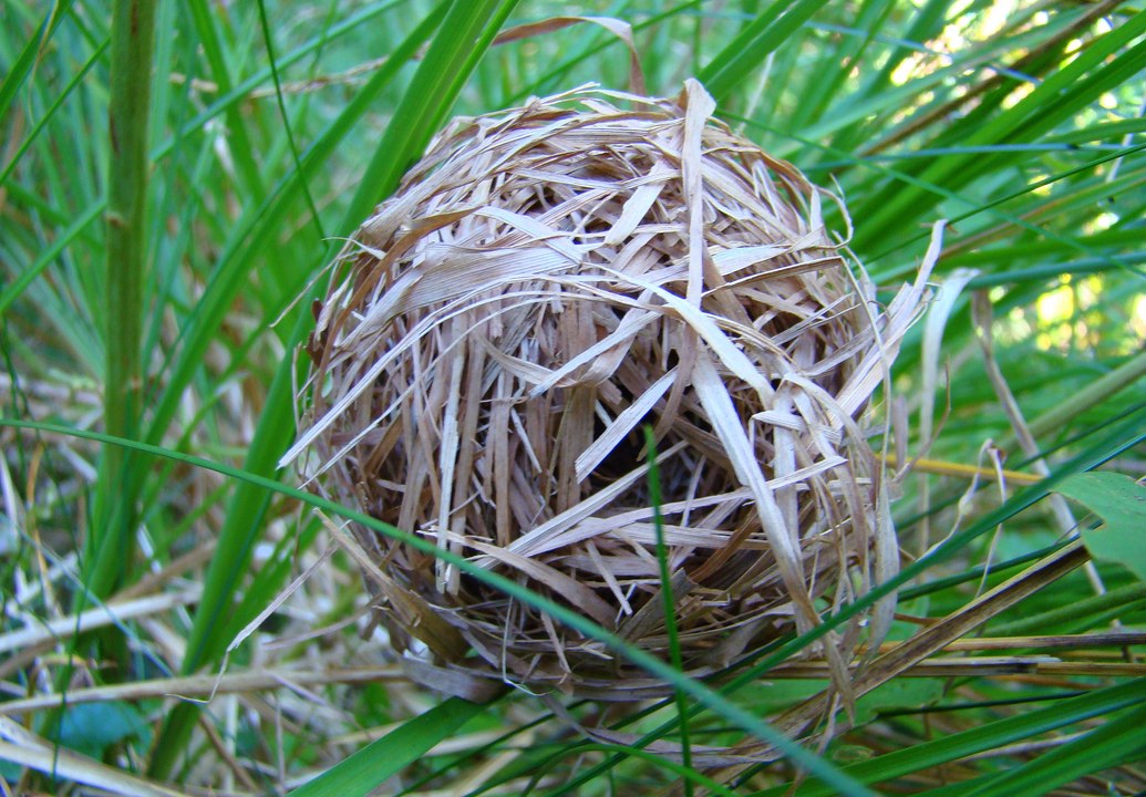 Cứ tưởng tổ chim ai ngờ lại gần thì vô cùng bất ngờ khi phát hiện ra...