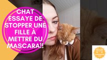 Chat essaye de stopper une fille à mettre du Mascara!!