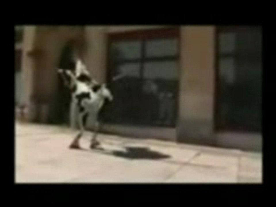 Dance de vache folle Humour
