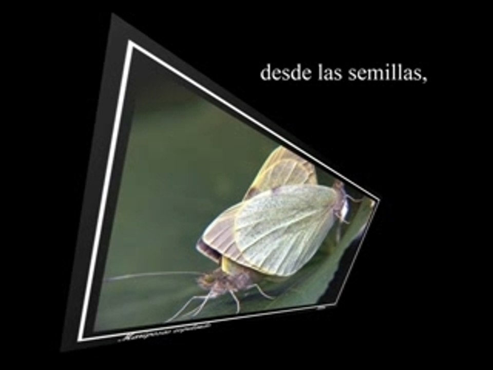 Francesc Picas "Venimos y Llegamos de Hacer el Amor"