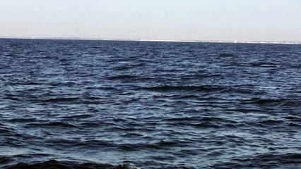 Une tortue luth observée dans le pertuis d'Antioche, lundi 28 août