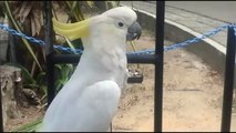 dancing parrot white cockatoo part 1