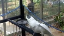 dancing parrot white cockatoo part 2