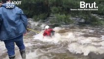 Ouragan Harvey : impressionnant sauvetage d'un chien piégé par les inondations