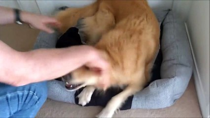 Ce chien adore son nouveau panier !