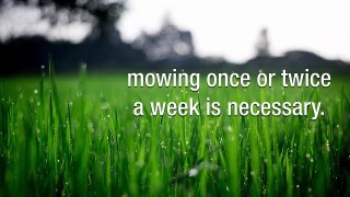 Obtain Professional Lawn Assistance By Working With Jim’s Mowing