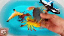 Apprendre Mer animaux des noms jouets vidéo requin attaque apprentissage enfants enfants tout petit main fantoche