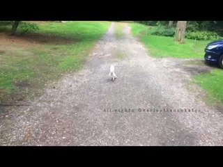 Friendly Cockatoo Says Hello While Taking Vacation Stroll