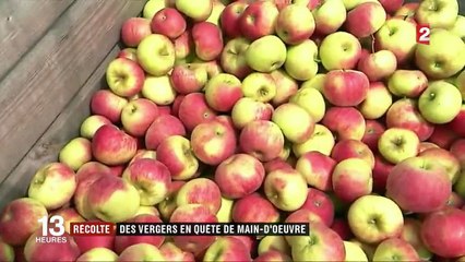 Cueillette de pommes : les saisonniers manquent à l'appel