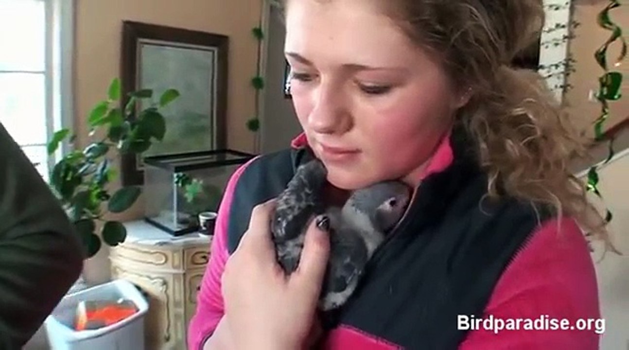 Bebé africano gris loros