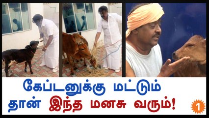 கேப்டன் விஜயகாந்த் வீட்டு பசு கன்று ஈன்றுள்ளது-வீடியோ