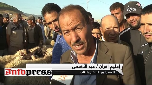 أكبر و أضخم حولي سردي في المغرب عيد الاضحى 2017 - كبش العيد