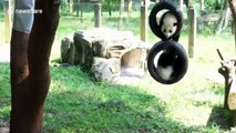 Just some very cute panda cubs on a tyre swing