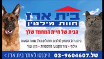 אילוף כלבים עם המקצוענים ביותר | בית ארז