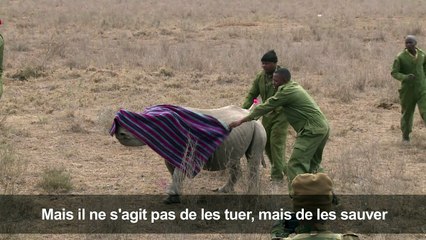 Kenya: opération encochage d'oreilles pour les rhinocéros