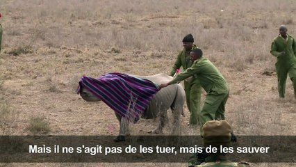 Kenya: opération encochage d'oreilles pour les rhinocéros